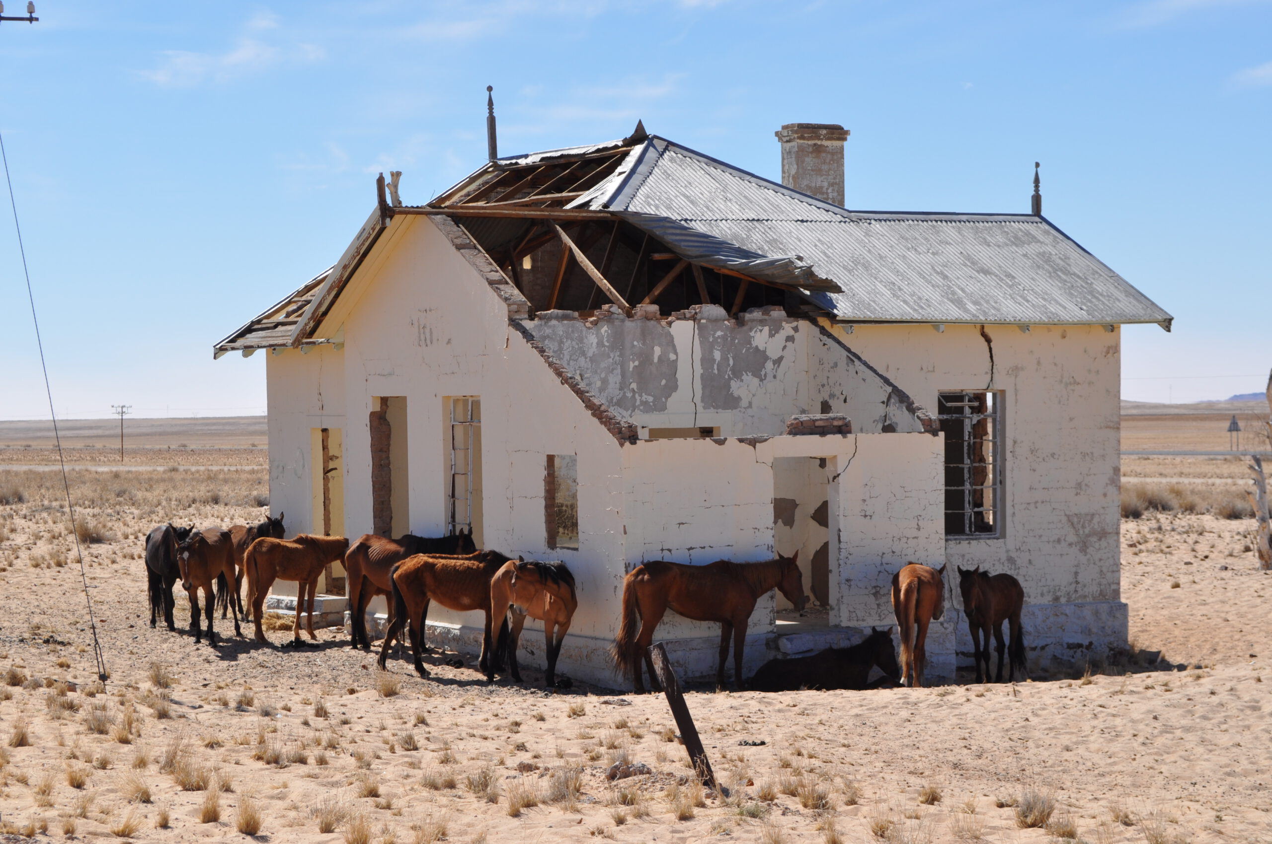 Namib-Wildpferde in der offenen Steppe nahe Aus